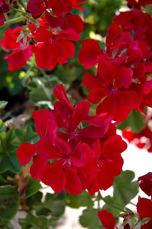 2 x Trailing Geranium PAC 'Ruby' - Ivy Leaf Summer Bedding Plants 10.5cm Pots