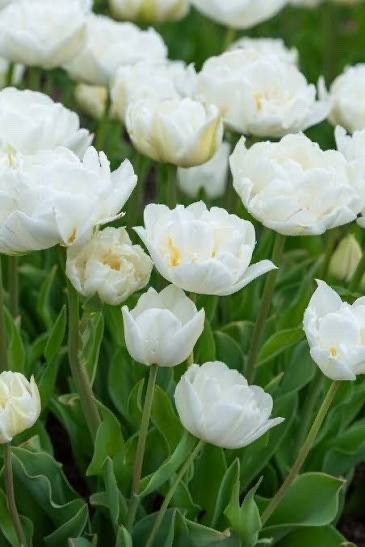 10x Tulip Mount Tacoma Bulbs 10/11cm Double White Peony Spring Flowers