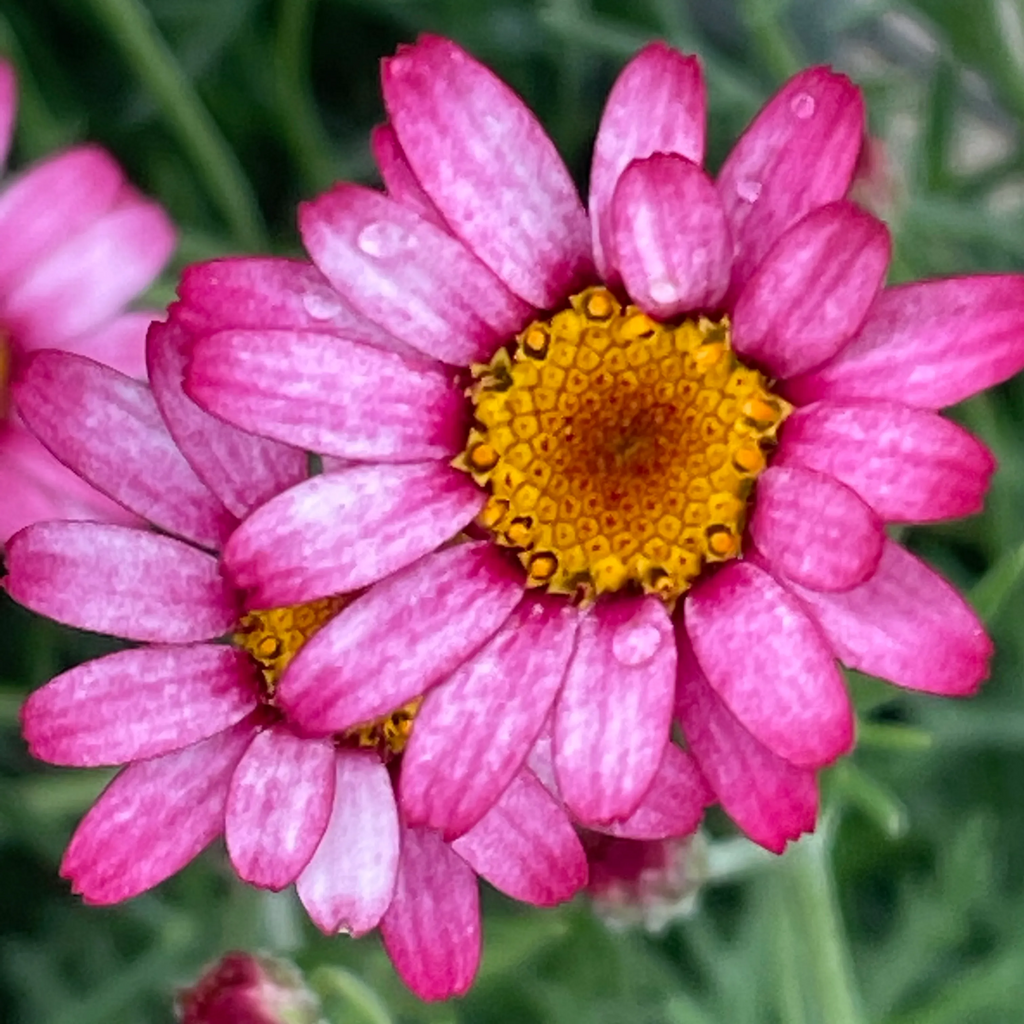 Rhodanthemum 'Marrakech' - Moroccan Daisy Hardy Garden Shrub in 2 litre pot