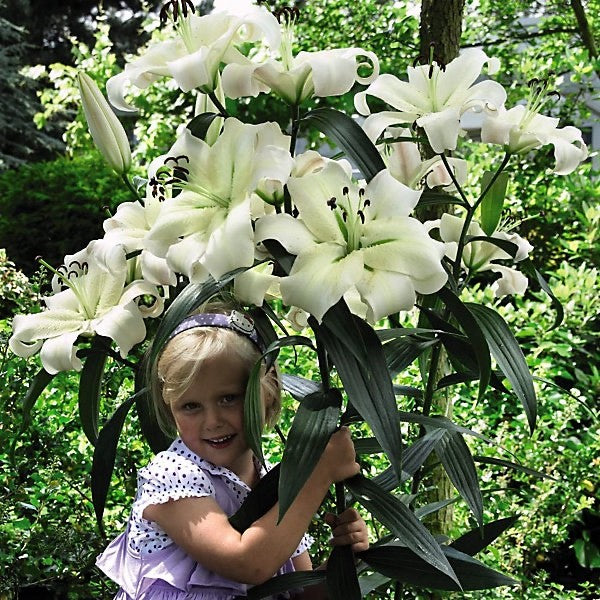 2x Lily Pretty Woman 2L Pot Giant Tree Lily Fragrant Garden Plants