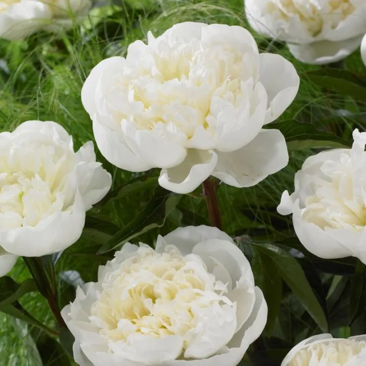 4 x Peony Pure White Bulbs – Fragrant Perennial Attracts Bees