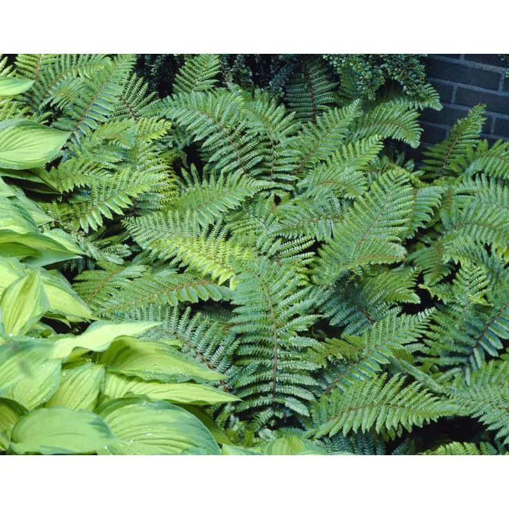 Polystichum Polybrepharum - Hardy Japanese Tassel Lace Fern in 2ltr pot