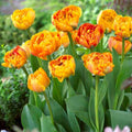 10x Tulip Sun Lover Bulbs 10/11cm Double Orange Yellow Spring Flowers