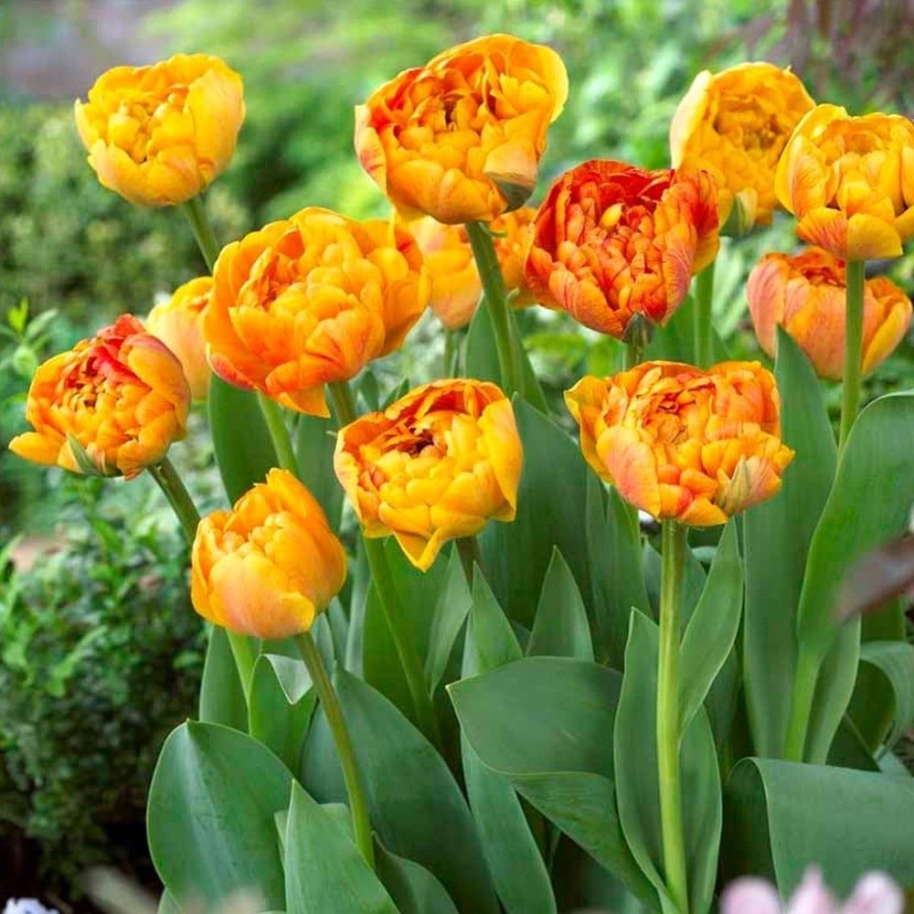 10x Tulip Sun Lover Bulbs 10/11cm Double Orange Yellow Spring Flowers