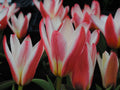 15x Dwarf Tulip Hearts Delight 10/11cm Bulbs Autumn Planting Pre-Order