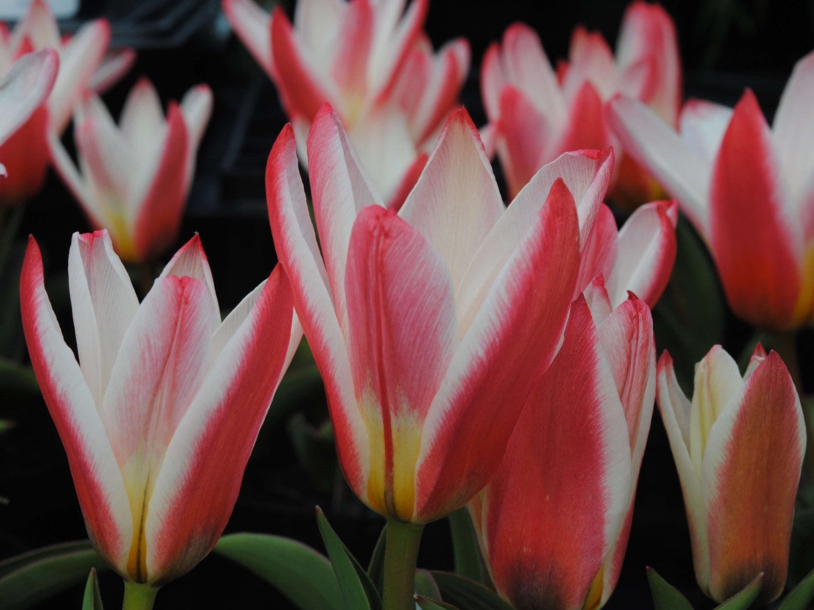 15x Dwarf Tulip Hearts Delight 10/11cm Bulbs Autumn Planting Pre-Order