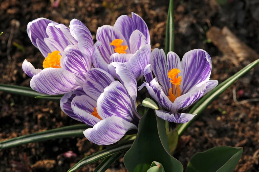 15x Crocus Pickwick Bulbs 8/9cm Striped Spring Flowering Garden Bulbs