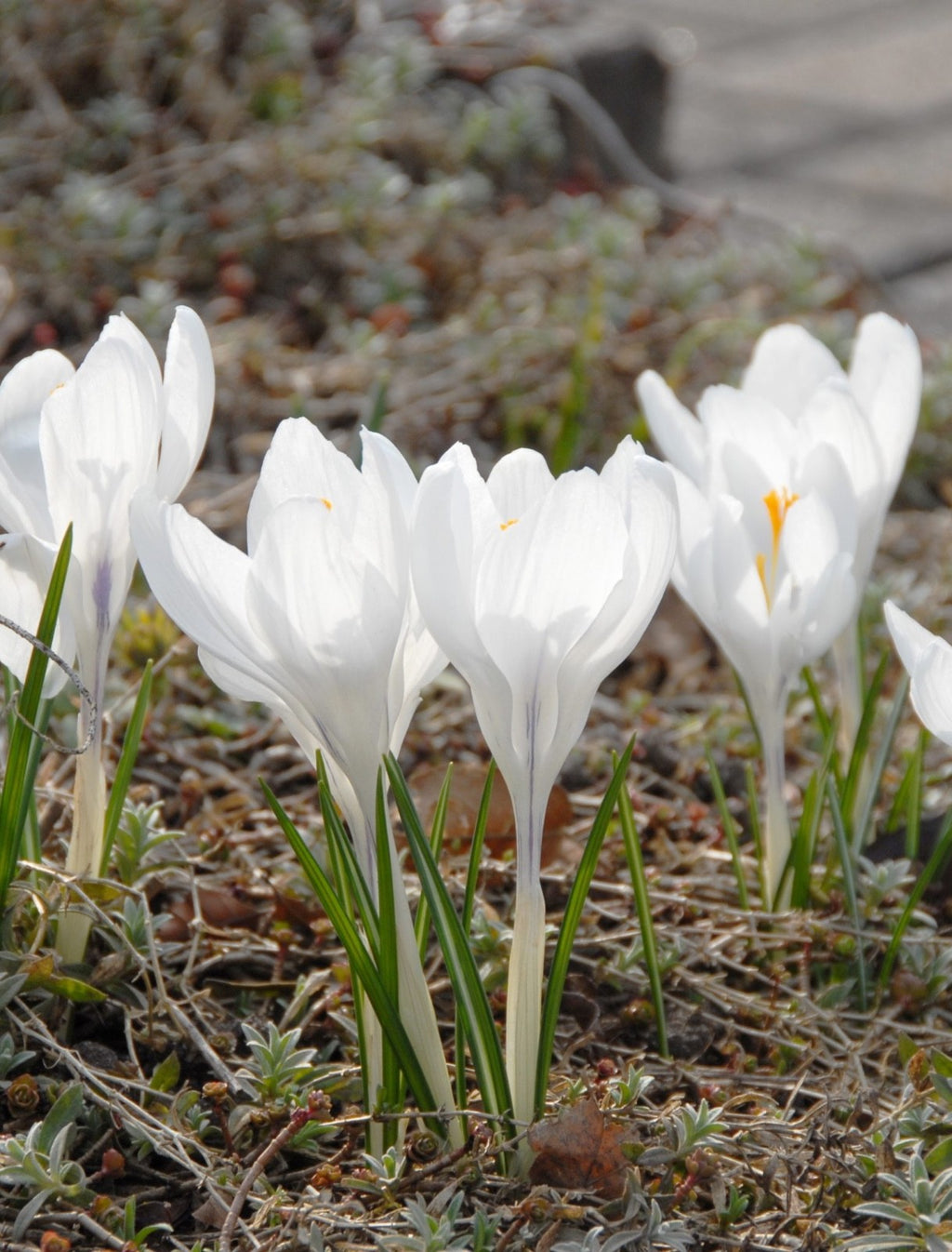 15x Crocus Jeanne D'Arc Bulbs 8/9cm White Spring Flowering Garden Bulbs