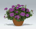 2 x Trailing Geranium PAC 'Amelit' - Ivy Leaf Summer Bedding Plants 10.5cm Pots