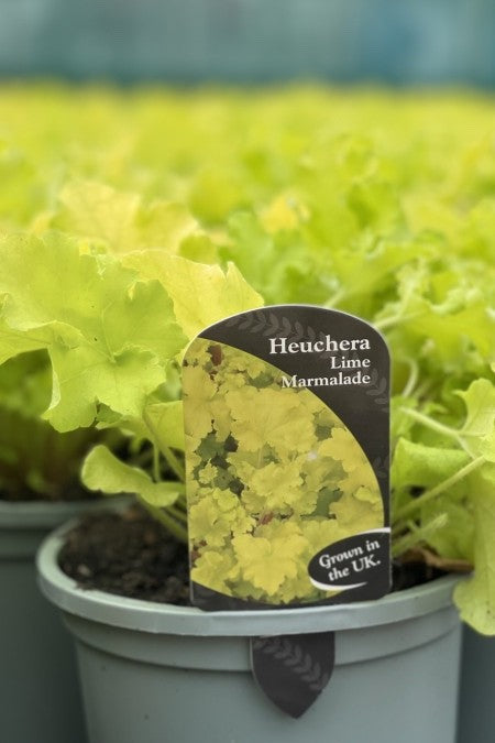 Heuchera Lime Marmalade - Coral Bells garden perennial plant in 1.5 Litre pot