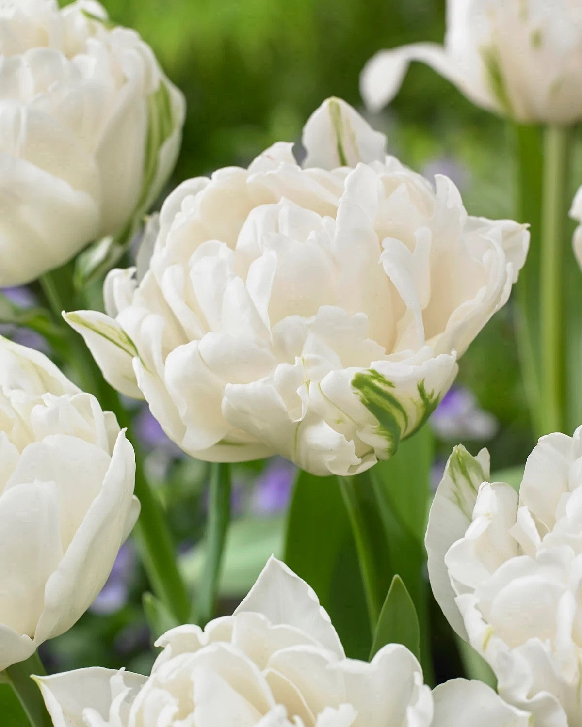 10x Tulip Mount Tacoma Bulbs 10/11cm Double White Peony Spring Flowers