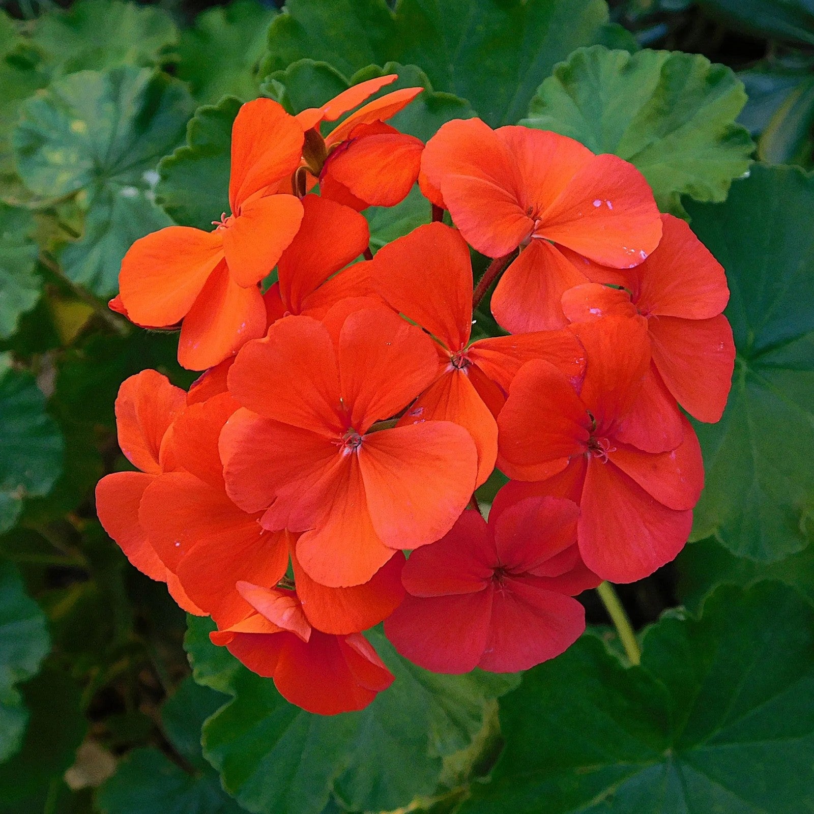 3x Geranium Sylvia Orange Plants 10.5cm Pots Summer Bedding Flowers