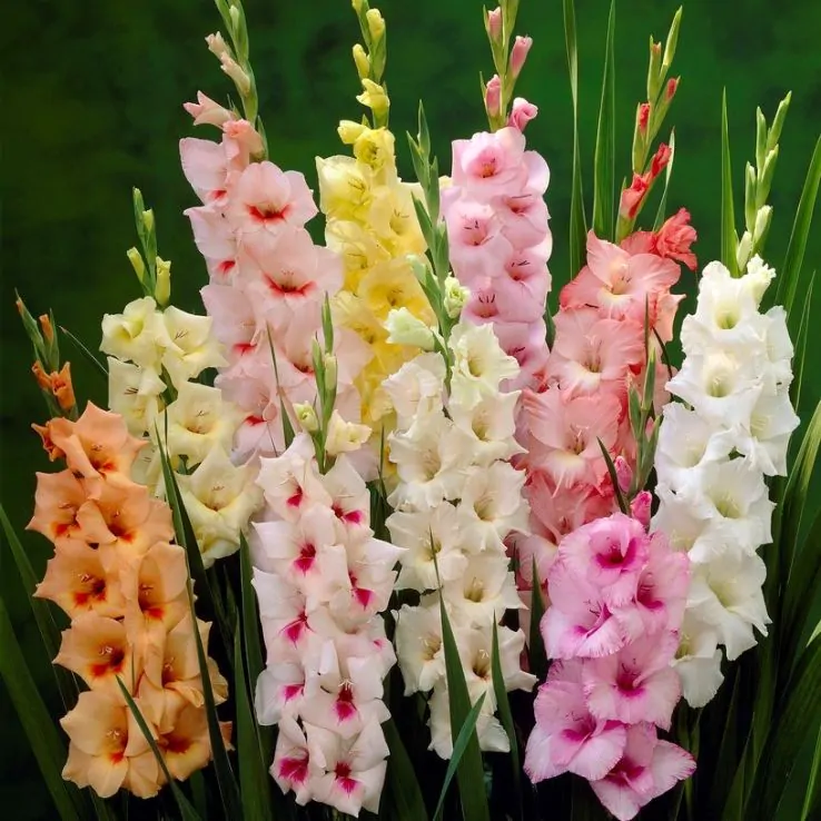 32 x Gladioli Pastel Mixed Bulbs - Gladiolus Giant Flowered Summer Perennials