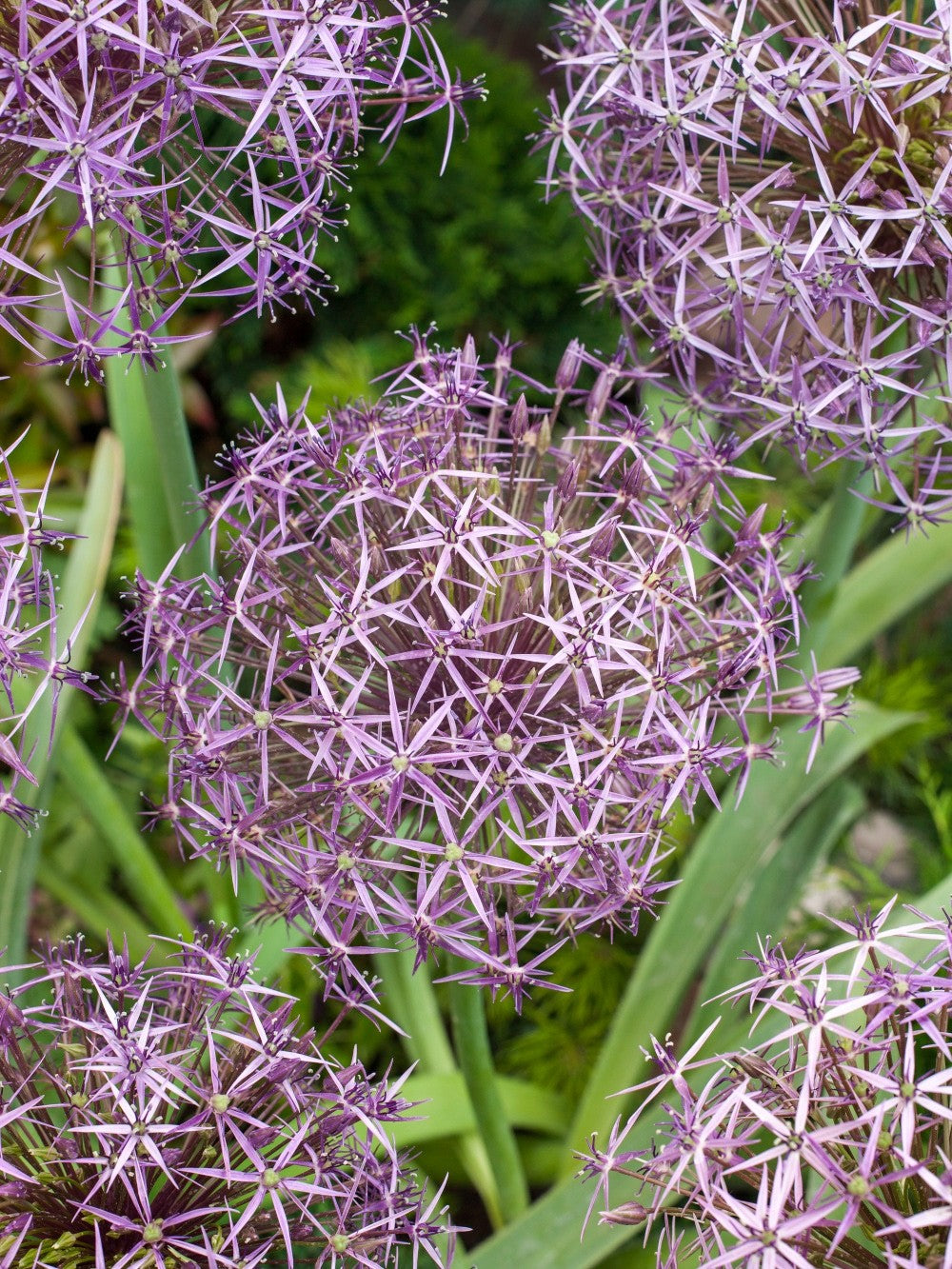 10x Allium Christophii Bulbs 14/16cm Star Flower Ornamental Garden Perennial
