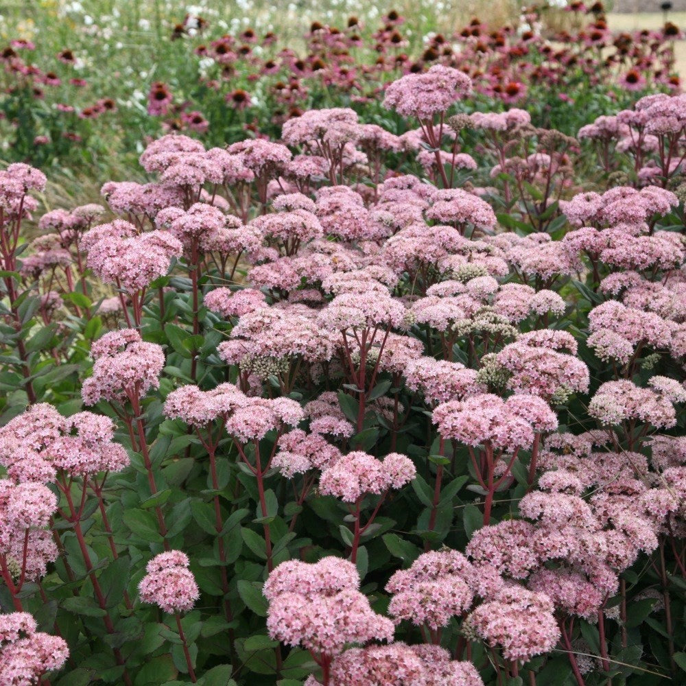 2x Sedum Matrona Plants 9cm Pots Hardy Perennial Pink Flowers Bee Friendly
