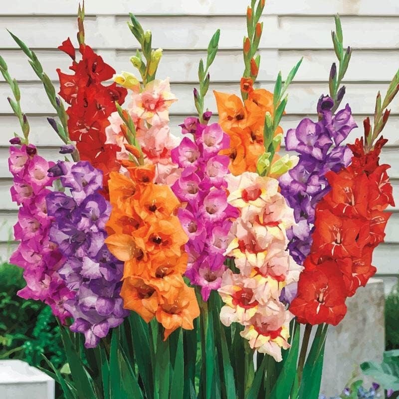 32 x Gladioli Mixed Bulbs - Fantastic Cut Flowers Summer Perennial