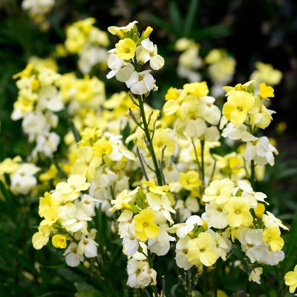 2x Wallflower Sugar Rush Primrose Plants 9cm Pots Fragrant Spring Flowers