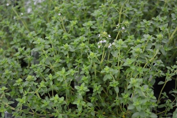 2x Thyme Archers Gold Plants 9cm Pots Golden Aromatic Hardy Herb