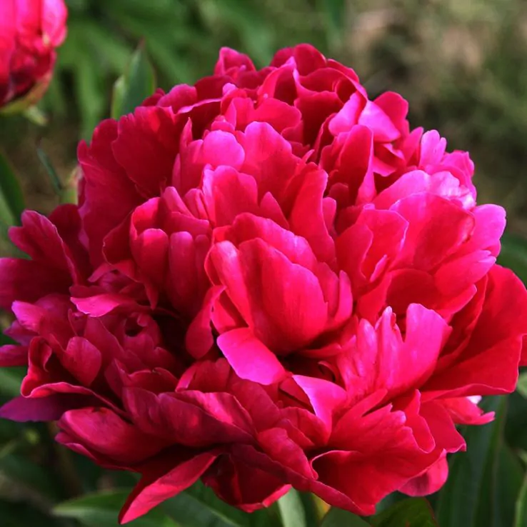 Peony Karl Rosenfield 2L Pot Fragrant Perennial Garden Plant
