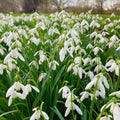 15x Snowdrop Nivalis Bulbs 4/5cm Common Snowdrops White Spring Flowers