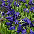 Agapanthus 'Midnight Sky' - Garden perennial plant in 1.5 Litre pot