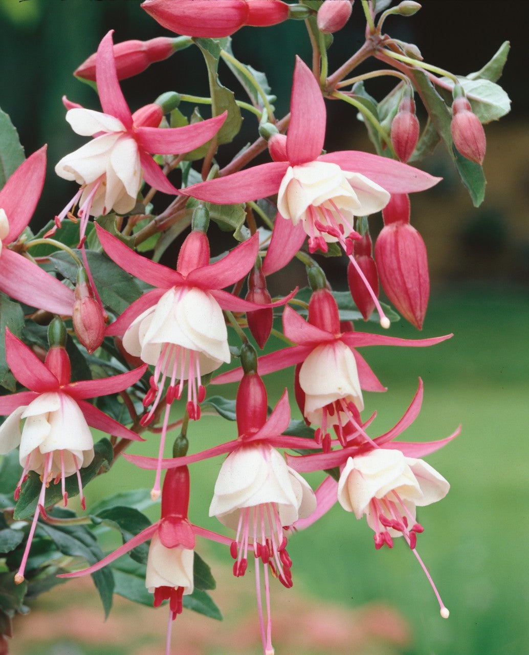 2 x Fuchsia 'Alice Hoffman' - Easy to Grow Hardy Perennial in 10.5cm pot