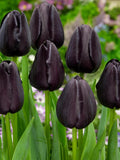 10x Tulip Queen of Night Bulbs 10/11cm Dark Purple Black Spring Flowers
