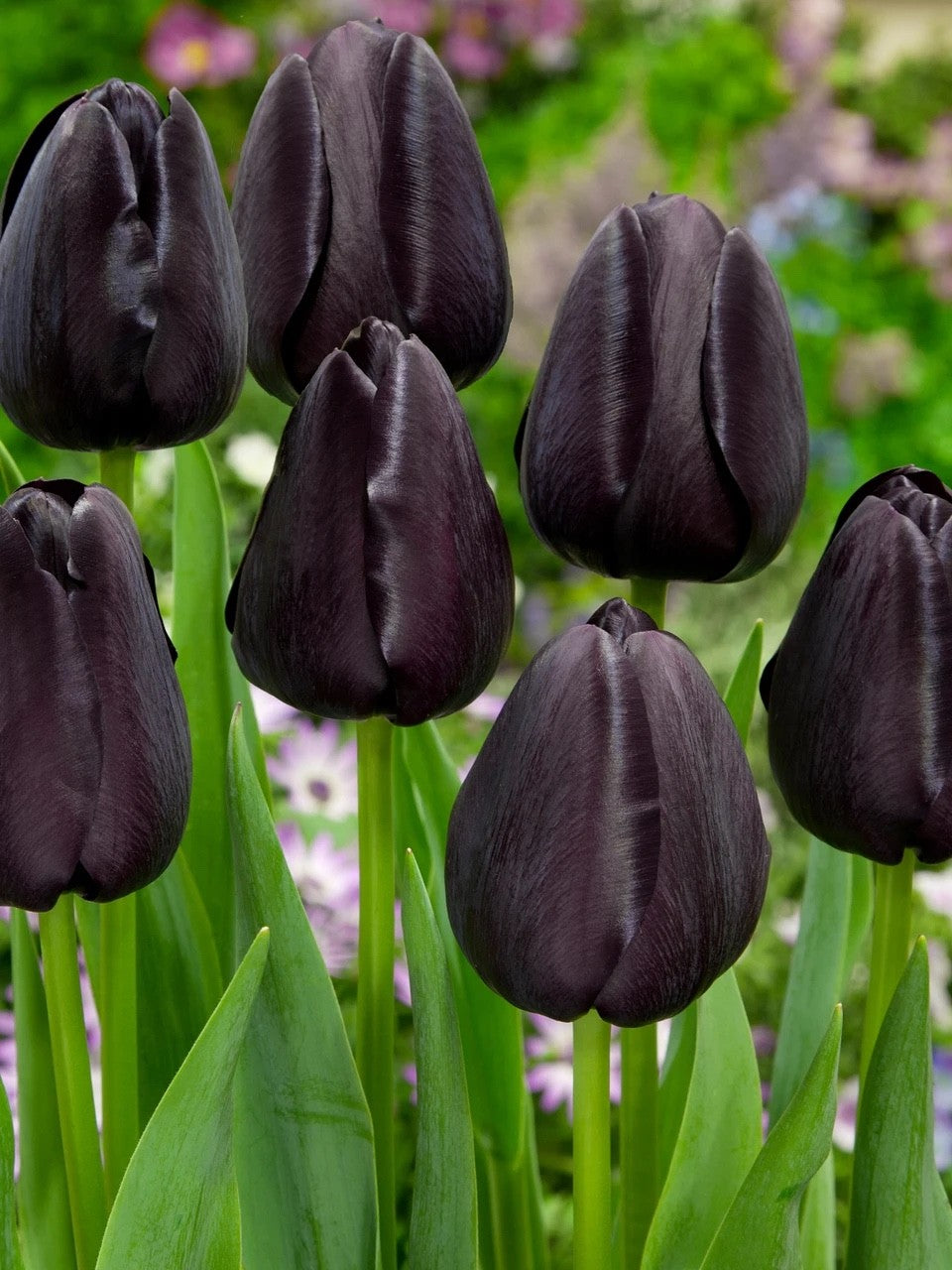 10x Tulip Queen of Night Bulbs 10/11cm Dark Purple Black Spring Flowers