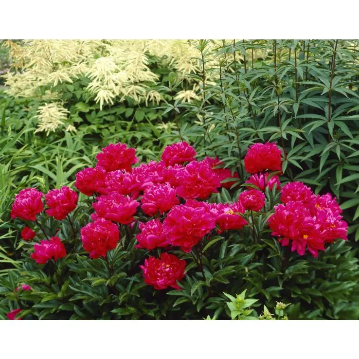 Peony Karl Rosenfield 2L Pot Fragrant Perennial Garden Plant