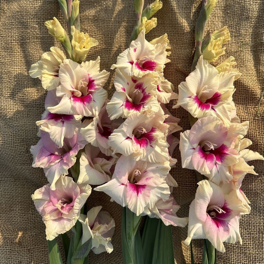 4 x Gladioli Amber Mystique Bulbs - Excellent Cut Flower Beautiful Perennial