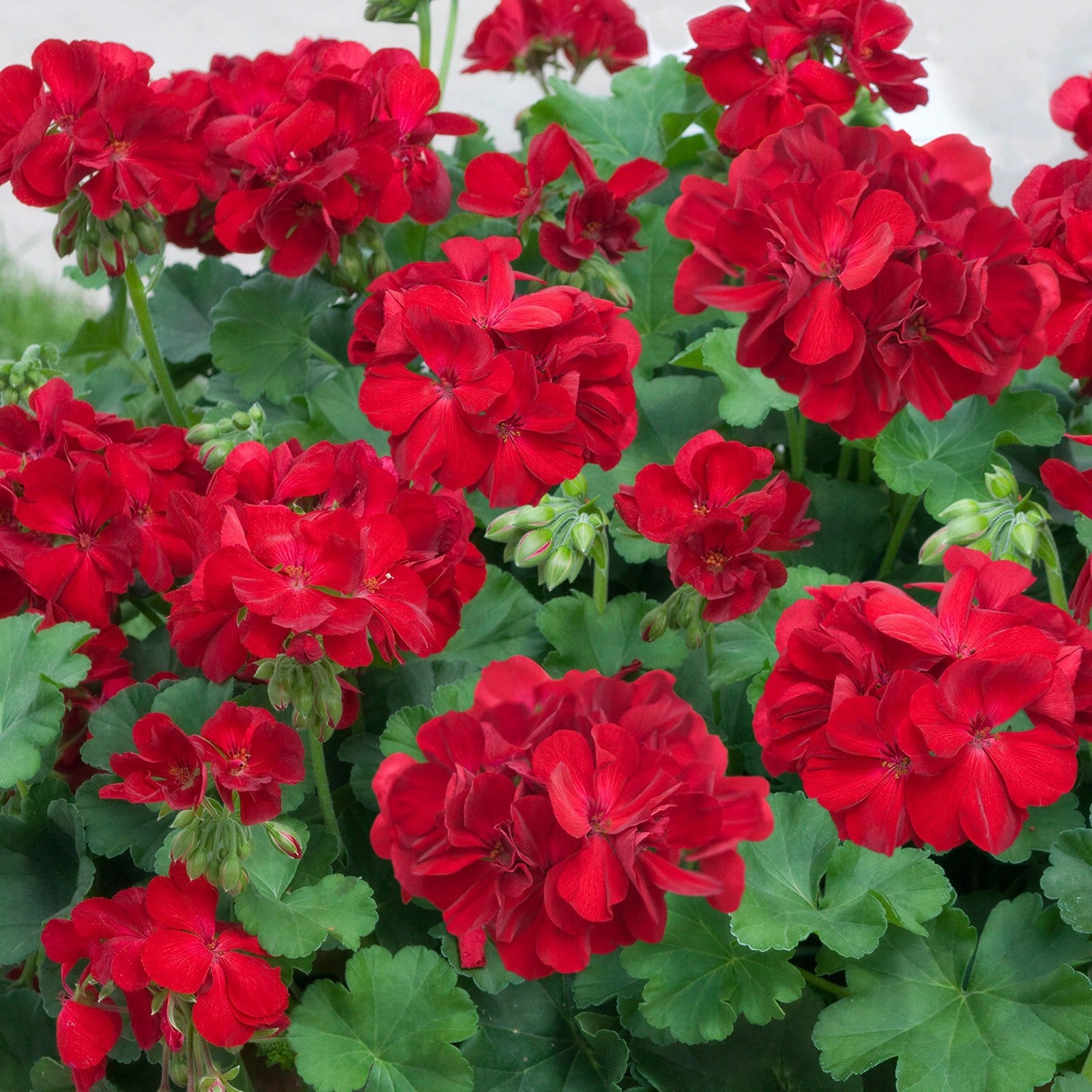 3x Geranium Bernd Dark Red Plants 10.5cm Pots Summer Bedding Flowers