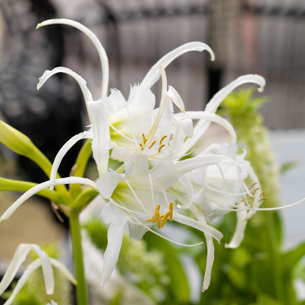 36 x Fragrant Flower Bulbs Mix – Freesia, Acidanthera, Lily, Gypsophila