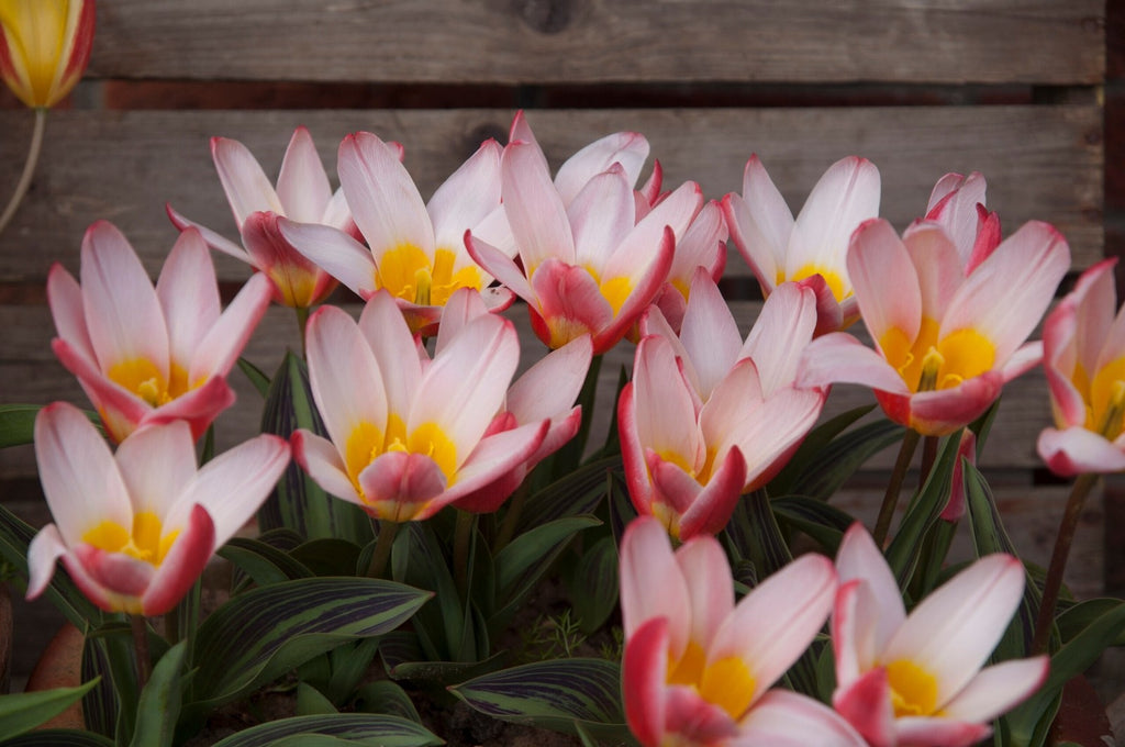 15x Dwarf Tulip Hearts Delight 10/11cm Bulbs Autumn Planting Pre-Order