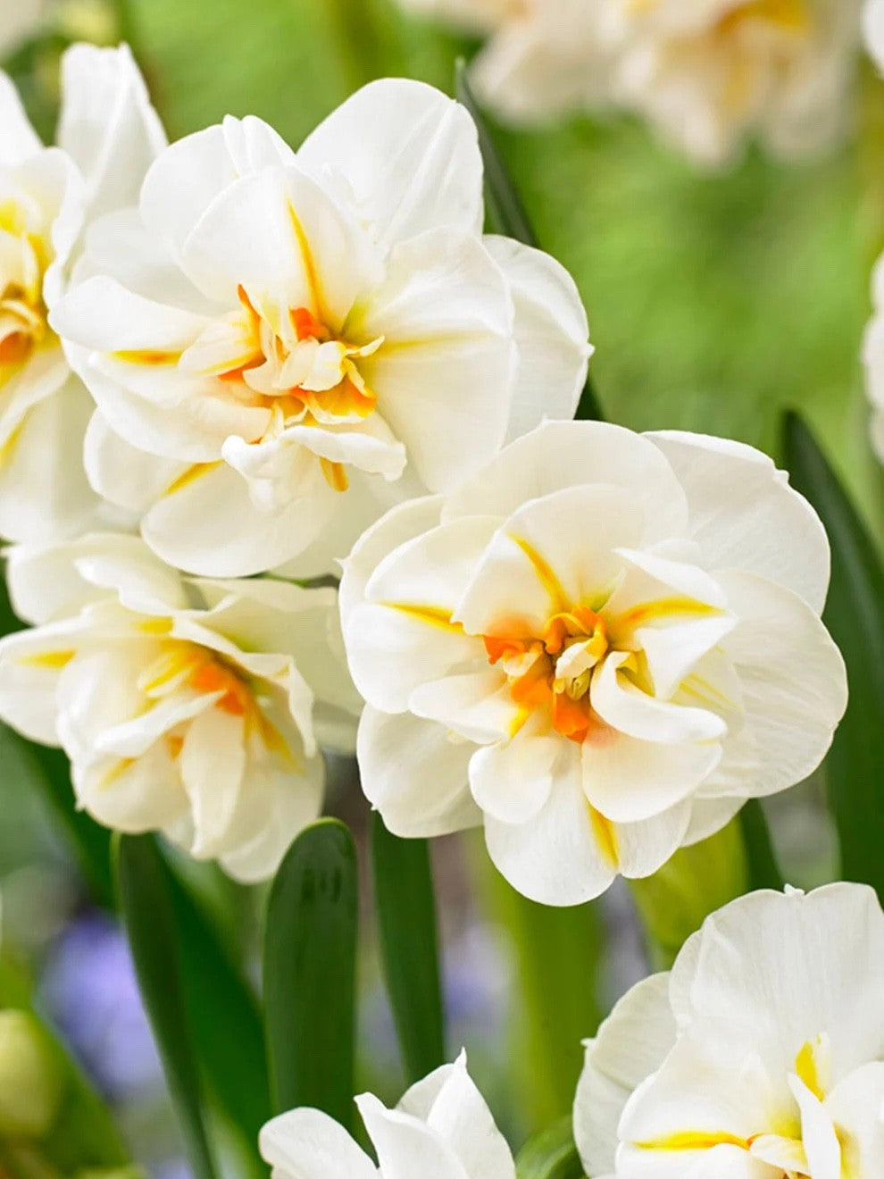 15x Daffodil Sir Winston Churchill Bulbs Double White Scented Narcissus