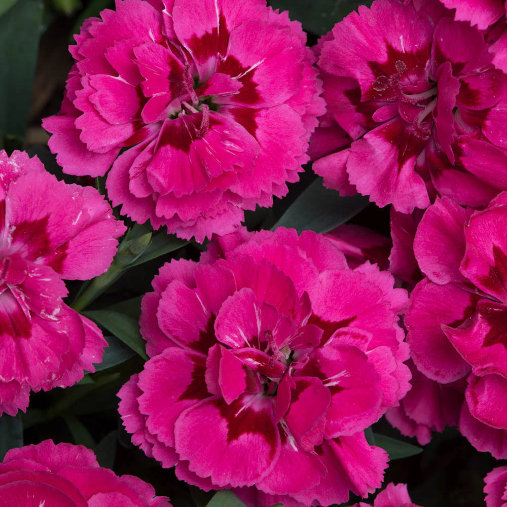 2 x Dianthus Oscar 'Neon Pink' -  Carnation Garden Plants in 10.5cm Pots