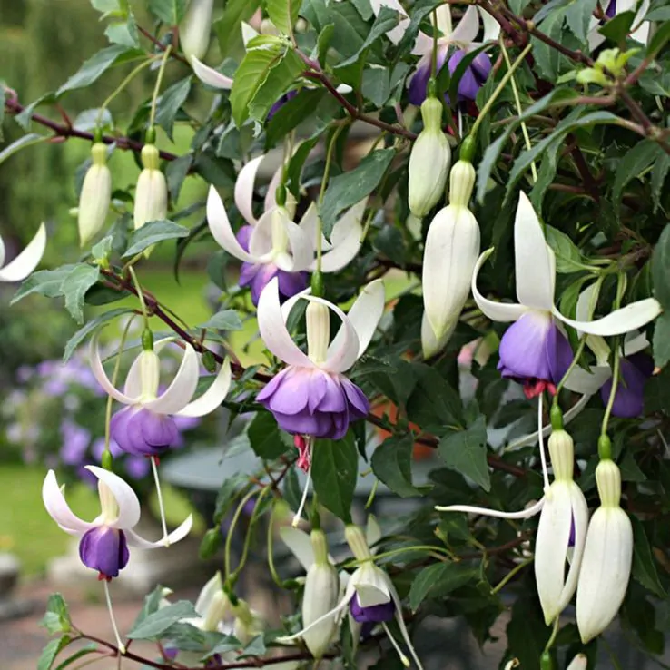 2 x Fuchsia 'Delta's Sarah' - Unique Long Blooming Hardy Perennial in 10.5cm pot