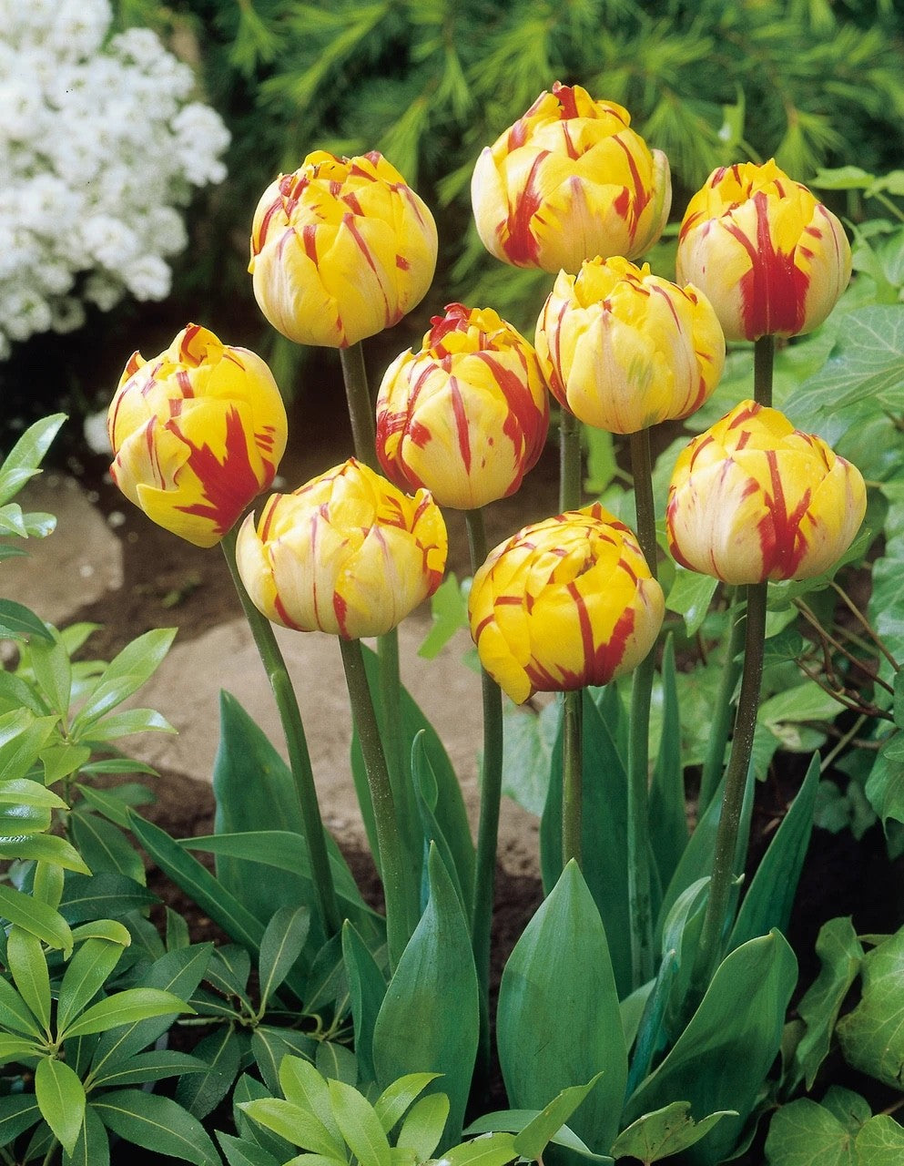 10x Tulip Golden Nizza Bulbs 10/11cm Double Yellow Spring Flowering Tulips