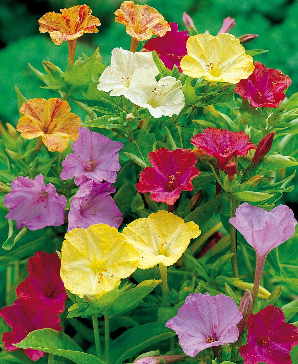 4 x Mirabilis Jalapa Mixed Bulbs - Marvel of Peru Colourful and Fragrant Blooms