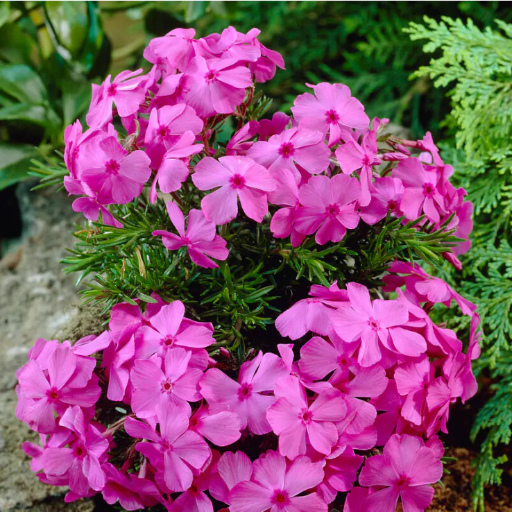 2 x Phlox subulata 'McDaniel's Cushion' - Garden Phlox Perennial in 10.5cm pots