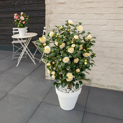 1 x Camellia japonica 'Brushfields Yellow' -  Evergreen Hardy Shrub in 1ltr pot