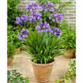 Agapanthus 'Charlotte' - Garden perennial plant in 1.5 Litre pot