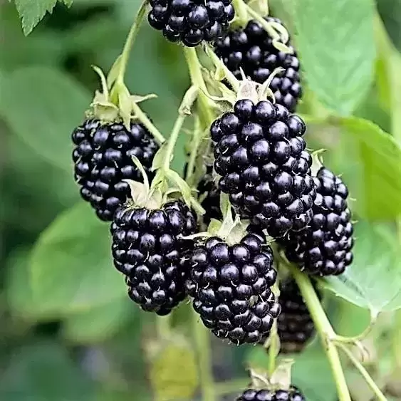 Blackberry 'Loch Ness' - Thornless, high-yielding and SWEET blackberry in 5ltr