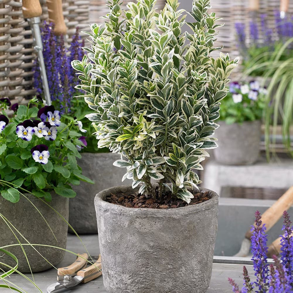2x Euonymus japonicus White Spire Plants 9cm Pots Evergreen Garden Shrub