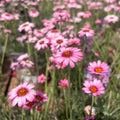 Rhodanthemum 'Marrakech' - Moroccan Daisy Hardy Garden Shrub in 2 litre pot