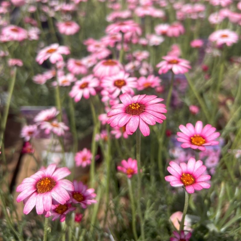 Rhodanthemum 'Marrakech' - Moroccan Daisy Hardy Garden Shrub in 2 litre pot