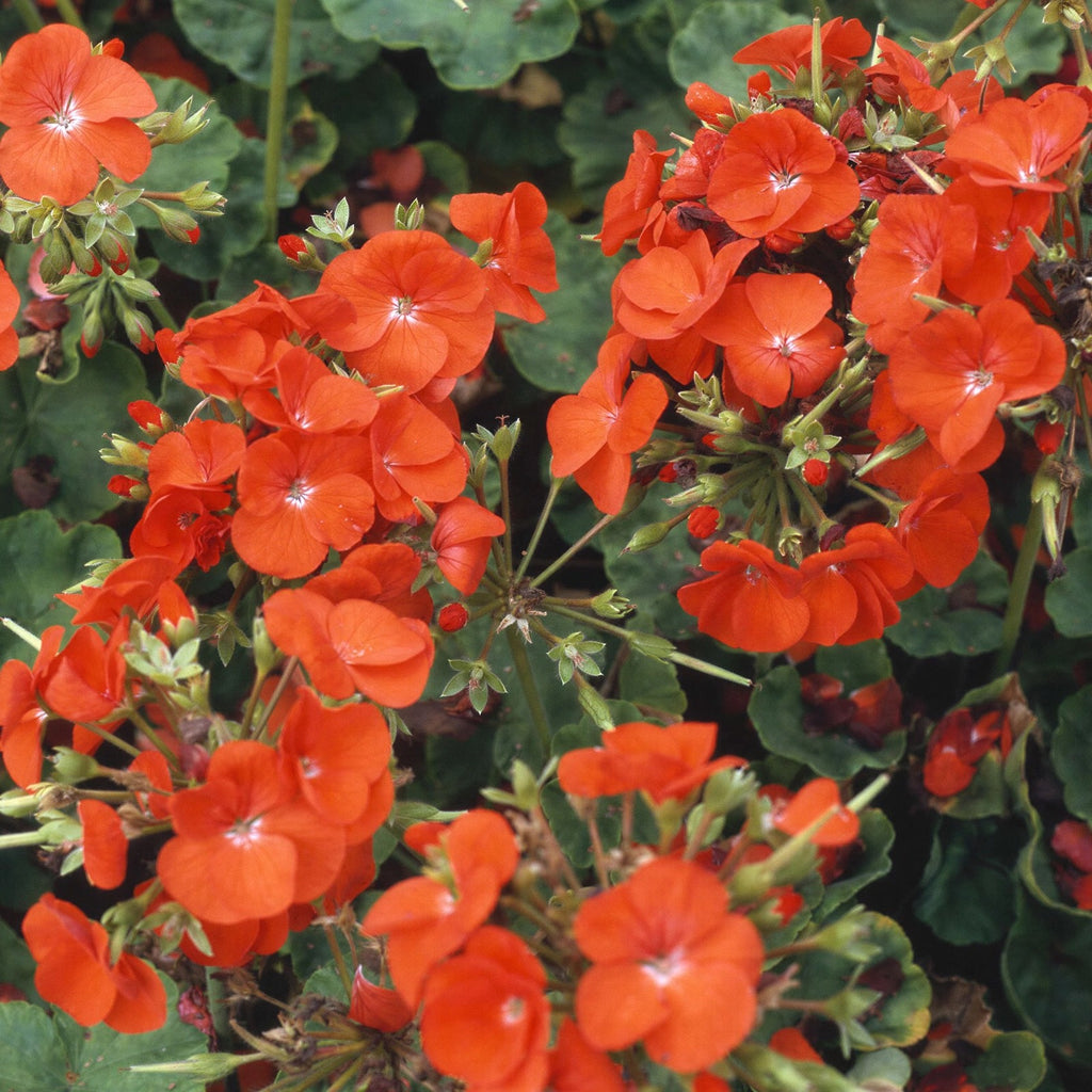 2x Geranium Sylvia Orange Plants 10.5cm Pots Summer Bedding Flowers