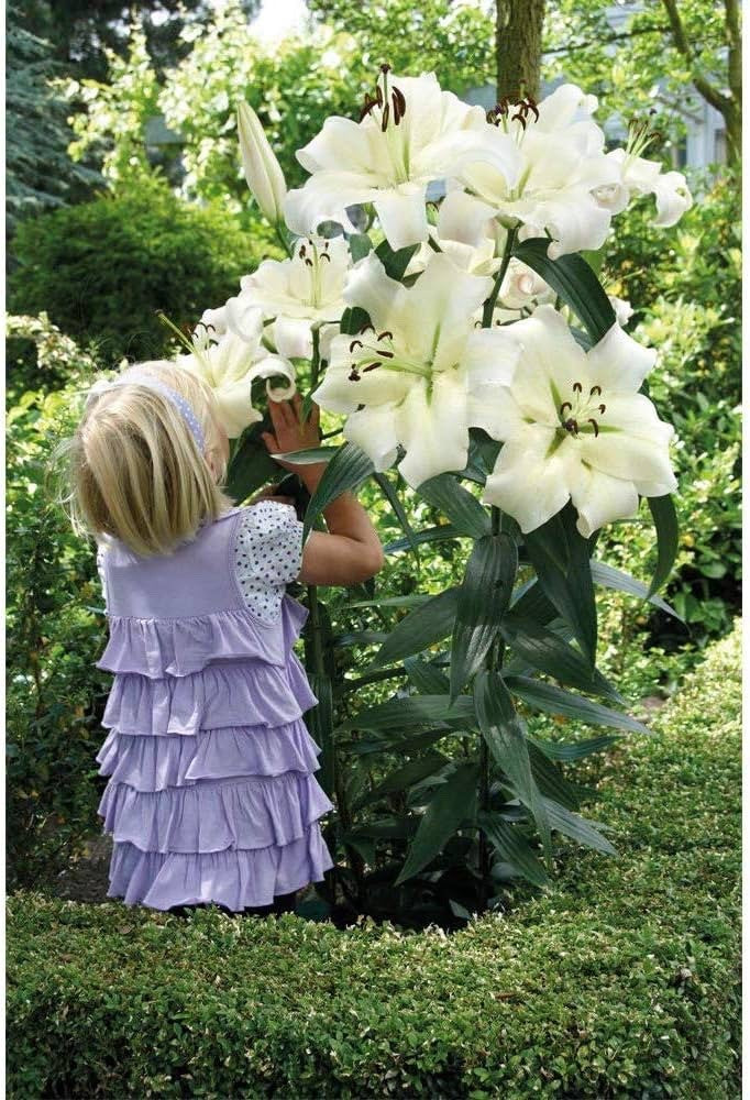 Lily Pretty Woman 2L Pot Giant Tree Lily Fragrant Garden Plant