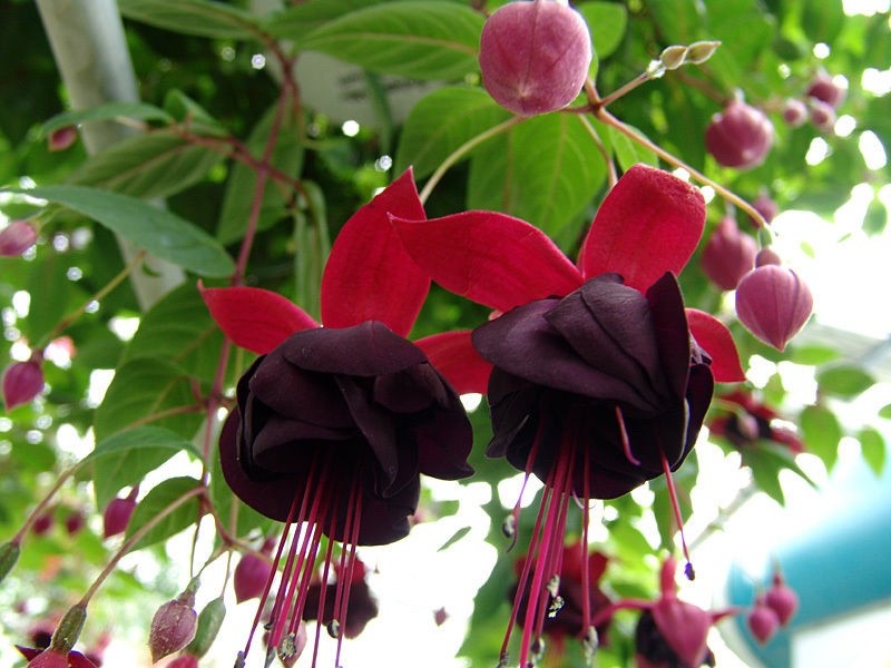 2x Fuchsia Millennium Plants Giant Flowering 9cm Pots Hardy