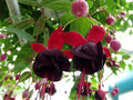 2x Fuchsia Millennium Plants Giant Flowering 9cm Pots Hardy