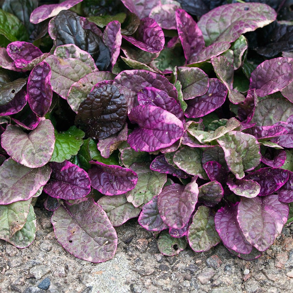 2x Ajuga Burgundy Glow Plants 9cm Pots Hardy Evergreen Ground Cover Perennial